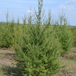 Лиственница европейская "Larix decidua"