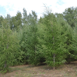 Лиственница европейская "Larix decidua"