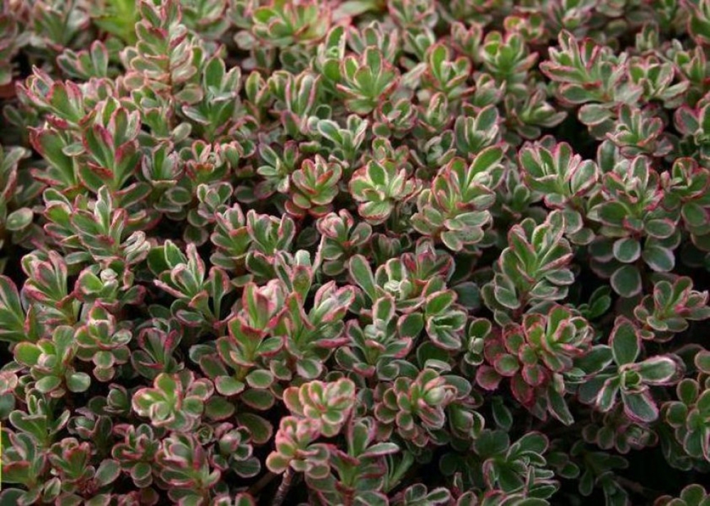 Очиток камчатский Триколор (Sedum kamtschaticum 'Tricolor')