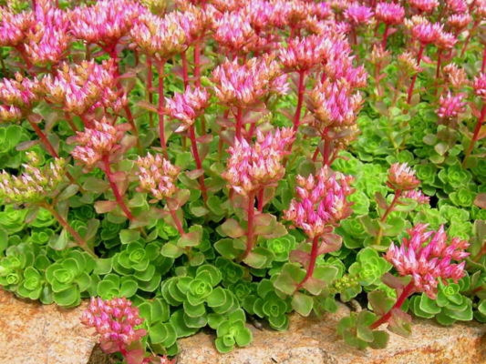 Очиток ложный Розеум (Sedum spurium 'Roseum')
