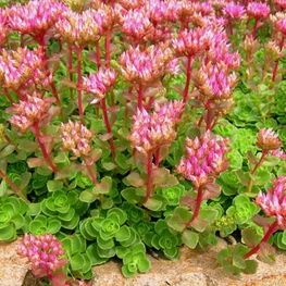 Очиток ложный Розеум (Sedum spurium 'Roseum')