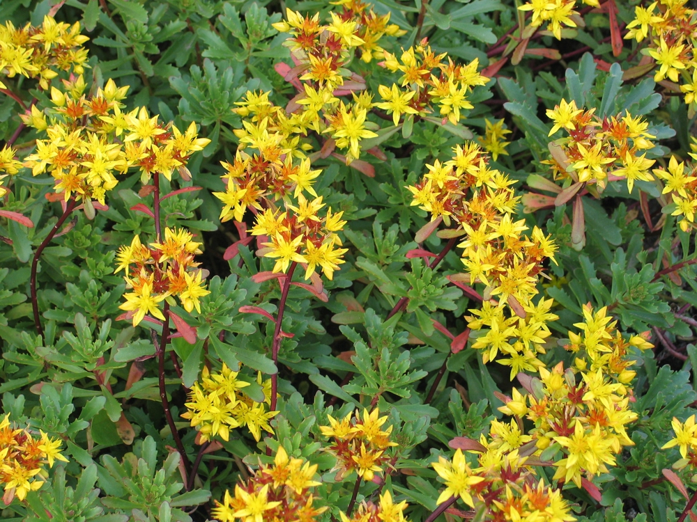 Очиток цветоносный (Sedum floriferum)