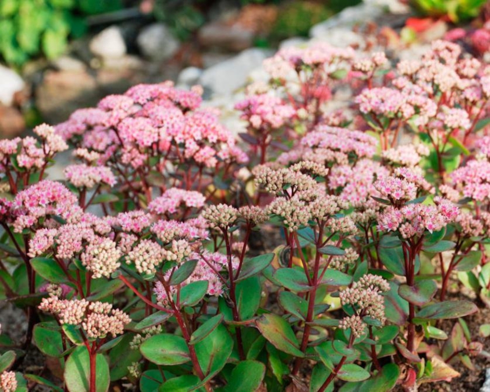Очиток видный Кармен (Sedum spectabile 'Carmen')