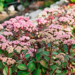 Очиток видный Кармен (Sedum spectabile 'Carmen')