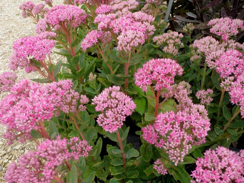 Очиток гибридный Карл (Sedum 'Carl')