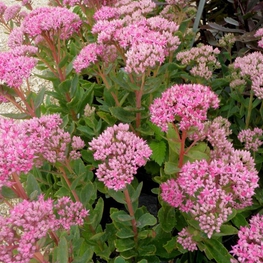 Очиток гибридный Карл (Sedum 'Carl')