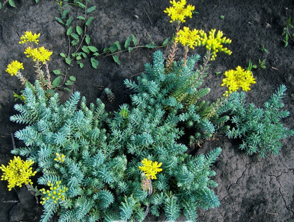 Очиток отогнутый (Sedum reflexum)