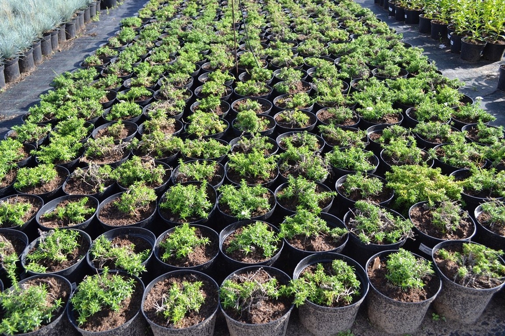 Флокс шиловидный (Phlox subulata)