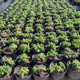 Флокс шиловидный (Phlox subulata)