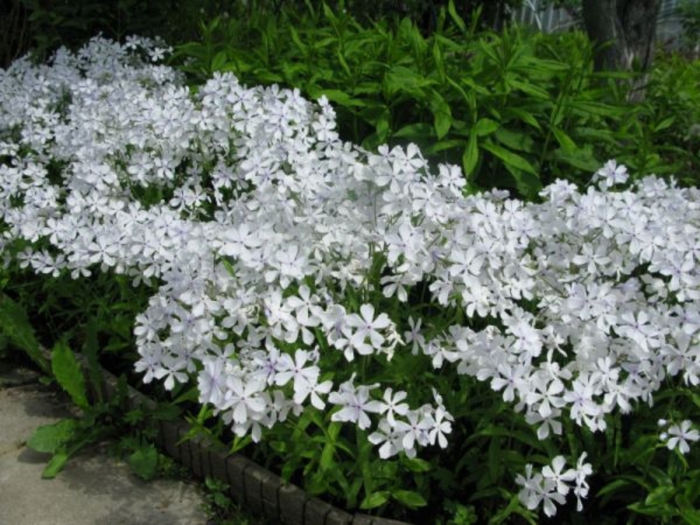 Флокс растопыренный Уайт Парфюм (Phlox divaricata 'White Perfume')