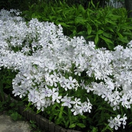 Флокс растопыренный Уайт Парфюм (Phlox divaricata 'White Perfume')