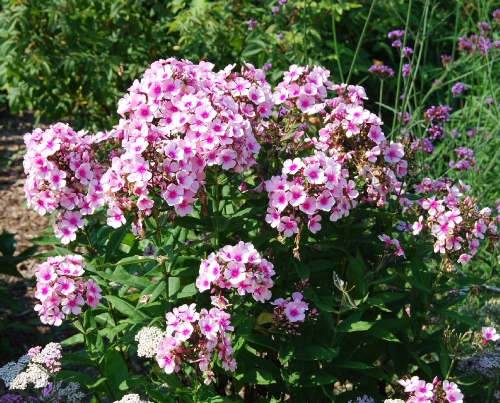 Флокс метельчатый Брайт Айс (Phlox paniculata 'Bright Eyes')