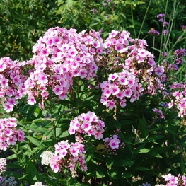 Флокс метельчатый Брайт Айс (Phlox paniculata 'Bright Eyes')