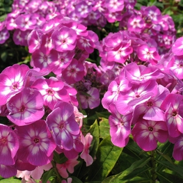 Флокс метельчатый Лаура (Phlox paniculata 'Laura')