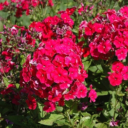 Флокс метельчатый Мисс Мэри (Phlox paniculata 'Miss Mary')