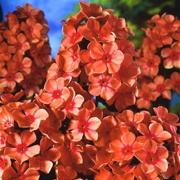 Флокс метельчатый Оранж Перфекшн (Phlox paniculata 'Orange Perfection')