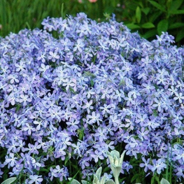 Флокс растопыренный Блю Парфюм (Phlox divaricata 'Blue Perfume')