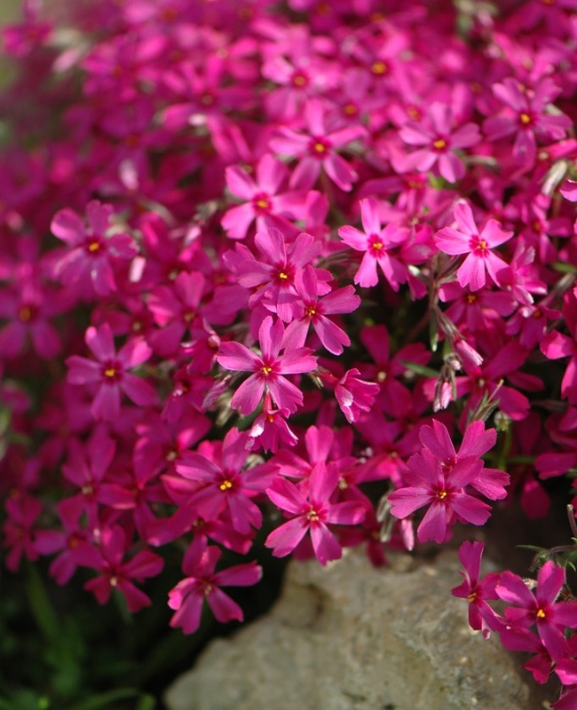 Флокс шиловидный Атропурпуреа (Phlox subulata 'Atropurpurea')