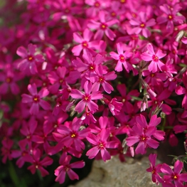 Флокс шиловидный Атропурпуреа (Phlox subulata 'Atropurpurea')