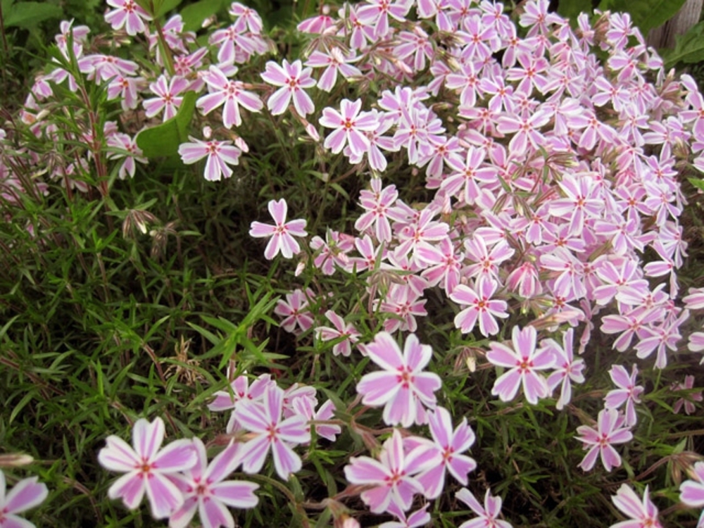 Флокс шиловидный Кэнди Страйпс (Phlox subulata 'Candy Stripes')