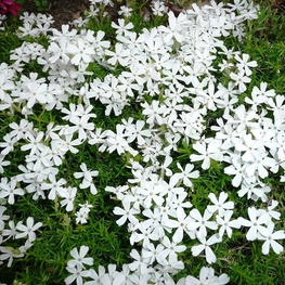 Флокс шиловидный Уайт Дилайт (Phlox subulata 'White Delight')