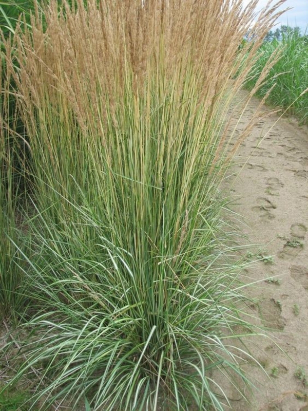 Вейник остроцветковый Аваланш (Calamagrostis x acutiflora 'Avalanche')