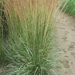 Вейник остроцветковый Аваланш (Calamagrostis x acutiflora 'Avalanche')