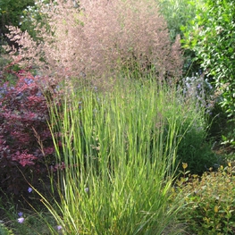 Вейник остроцветковый Овердам (Calamagrostis x acutiflora 'Overdam')