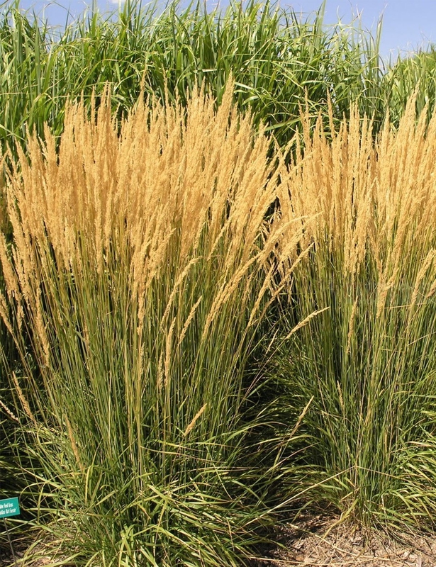 Вейник остроцветковый Карл Форстер (Calamagrostis x acutiflora 'Karl Foerster')