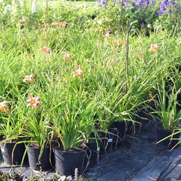 Лилейник гибридный (Hemerocallis x hybrida)