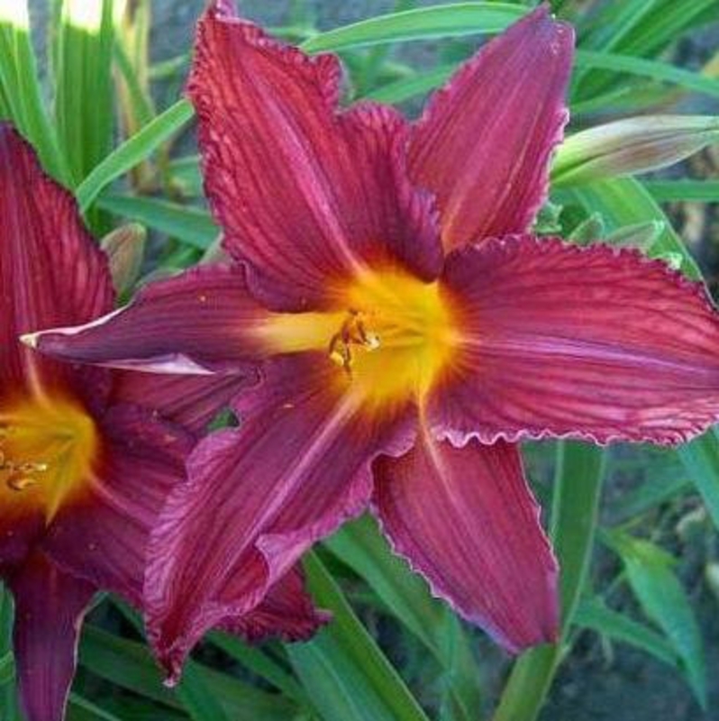 Лилейник гибридный Бурбон Кингс (Hemerocallis 'Bourbon Kings')