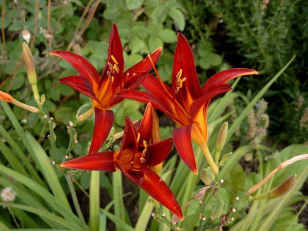 Лилейник гибридный Кримсон Пайрет (Hemerocallis 'Crimson Pirate')