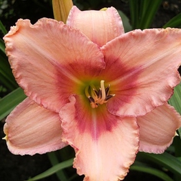 Лилейник гибридный Строберри Филдс (Hemerocallis 'Strawberry Fields')