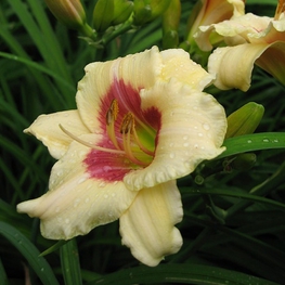 Лилейник гибридный Пандорас Бокс (Hemerocallis 'Pandora's Box')