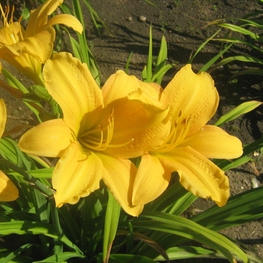 Лилейник гибридный Чикаго Санрайз (Hemerocallis 'Chicago Sunrise')