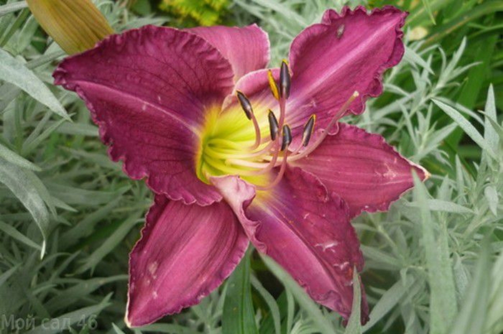 Лилейник гибридный Перпл (Hemerocallis 'Purple')