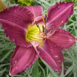 Лилейник гибридный Перпл (Hemerocallis 'Purple')