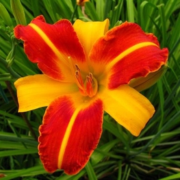 Лилейник гибридный Франс Халс (Hemerocallis 'Frans Hals')