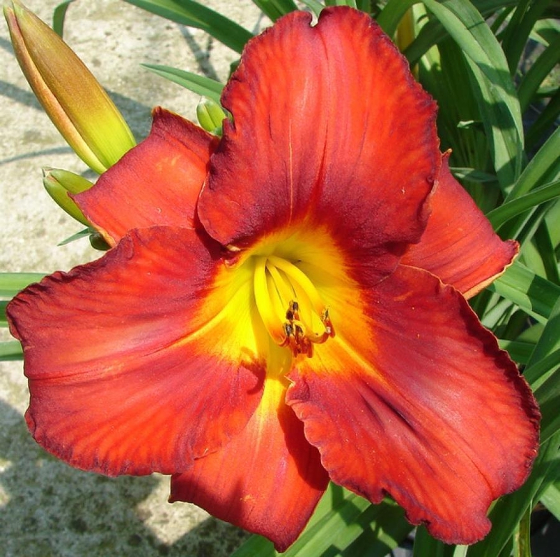 Лилейник гибридный Амадеус (Hemerocallis 'Amadeus')