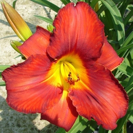 Лилейник гибридный Амадеус (Hemerocallis 'Amadeus')
