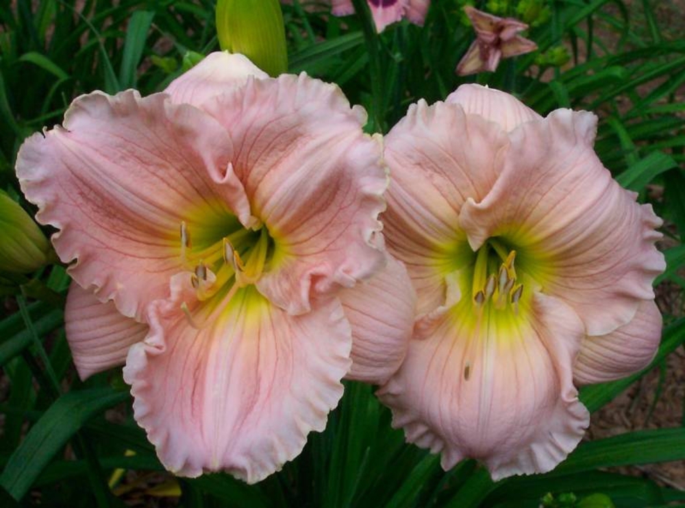 Лилейник гибридный Барбара Митчелл (Hemerocallis 'Barbara Mitchell')