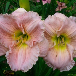 Лилейник гибридный Барбара Митчелл (Hemerocallis 'Barbara Mitchell')