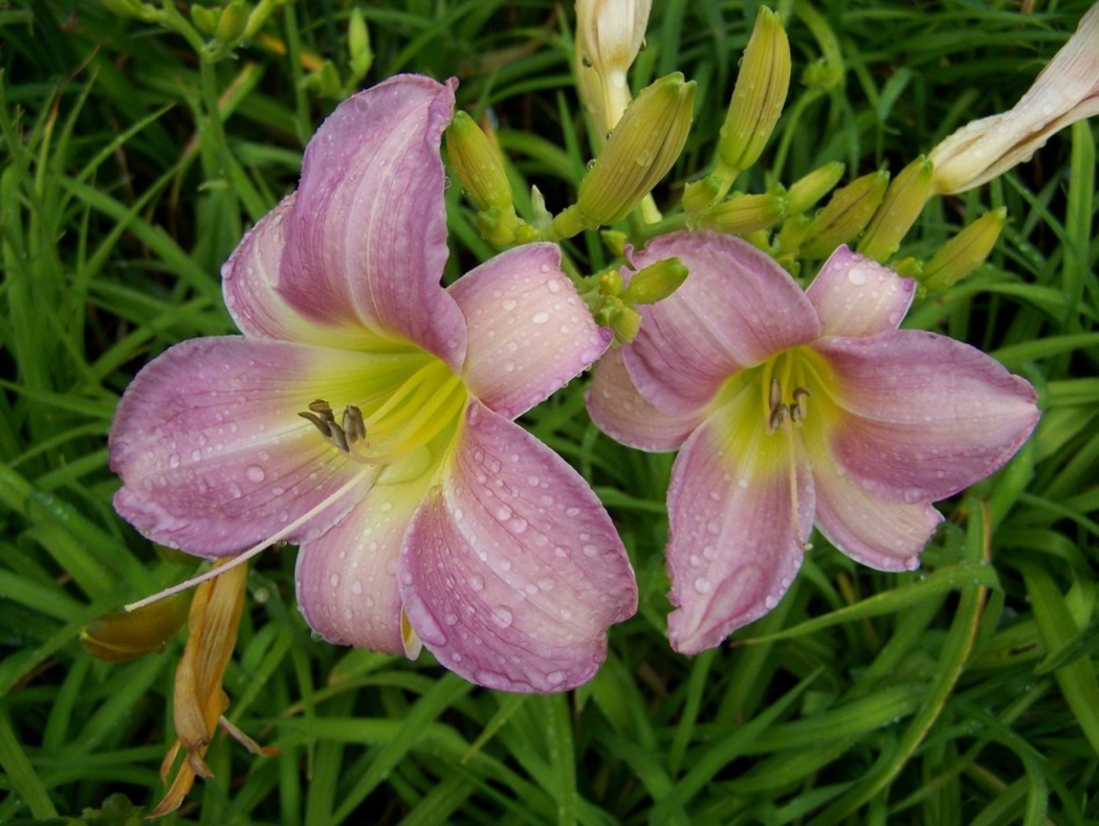 Лилейник гибридный Кэтрин Вудбери (Hemerocallis 'Catherine Woodbury')