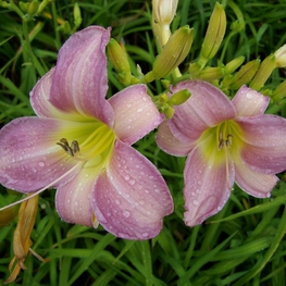 Лилейник гибридный Кэтрин Вудбери (Hemerocallis 'Catherine Woodbury')