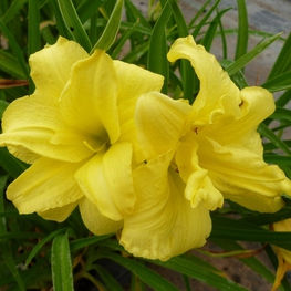 Лилейник гибридный Дабл Ривер Вай (Hemerocallis 'Double River Wye')