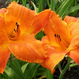 Лилейник гибридный Мауна Лоа (Hemerocallis 'Mauna Loa')