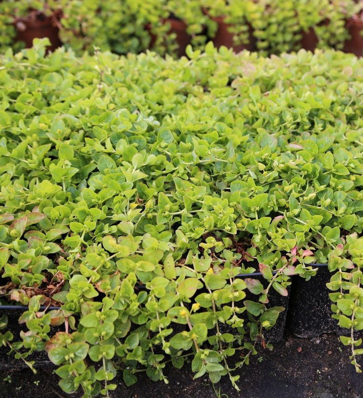 Вербейник монетчатый (Lysimachia nummularia)