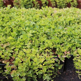 Вербейник монетчатый (Lysimachia nummularia)