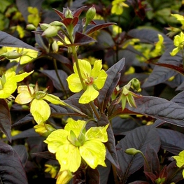 Вербейник реснитчатый (Lysimachia ciliata)