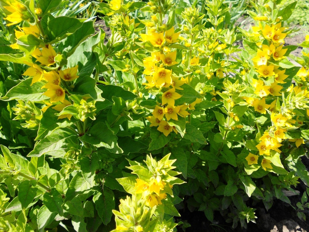 Вербейник точечный (Lysimachia punctata)